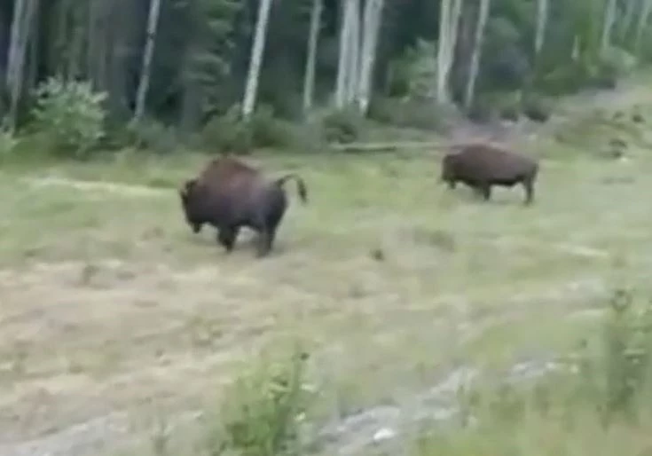 Ảnh cắt từ clip.