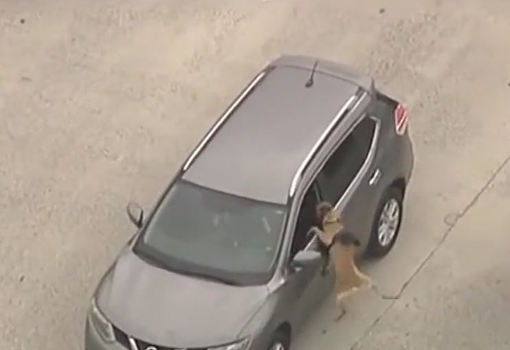 Chó nghiệp vụ lao thẳng vào ô tô, phối hợp cảnh sát khống chế tên trộm trên xa lộ