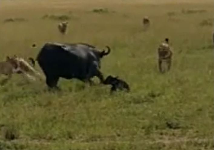 Trâu rừng mẹ một mình tử chiến 7 sư tử để cứu con non