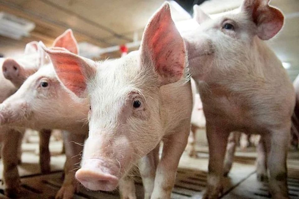 Giá heo hơi ngày 8/2/2026: Miền Bắc giữ giá cao, miền Nam biến động nhẹ