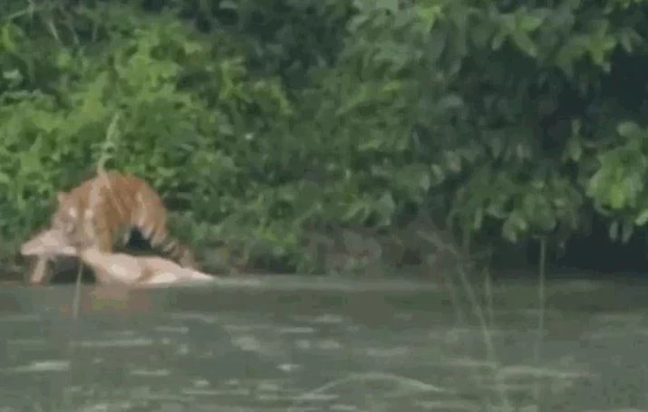 Ảnh cắt từ clip.