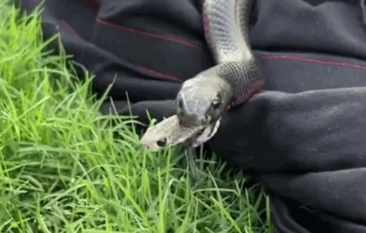 Ảnh cắt từ clip.