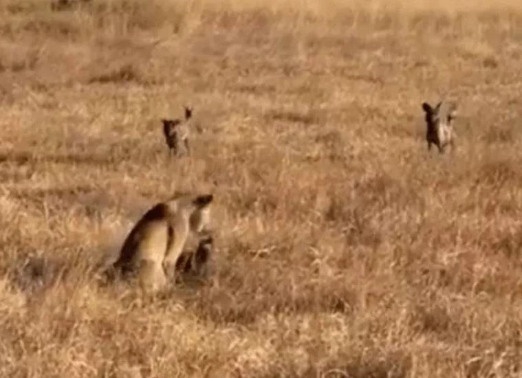 Ảnh cắt từ clip.