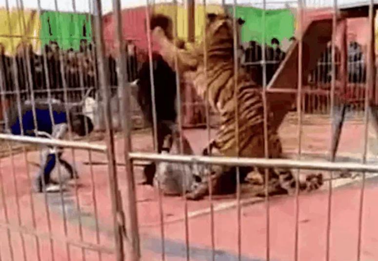 Bị hổ tấn công, người đàn ông thoát chết trong gang tấc