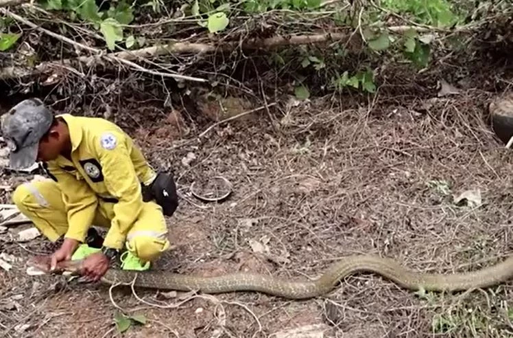 Ảnh cắt từ clip.