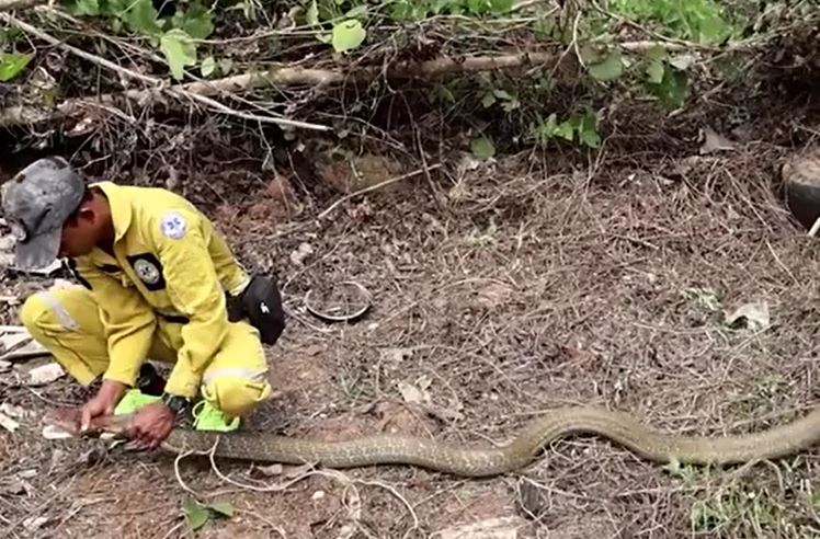 Hổ mang chúa dài 4,9 mét bất ngờ bò ra từ lòng đất khi chủ nhà đang san lấp