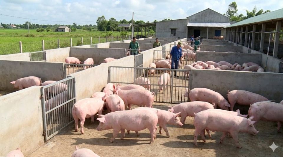 Giá heo hơi ngày 11/2/2026: Ổn định ở mức cao trước Tết Nguyên Đán