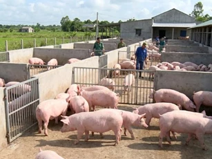 Giá heo hơi ngày 11/2/2026: Ổn định ở mức cao trước Tết Nguyên Đán