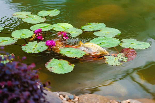 Cá cảnh được nuôi trong hồ cá sinh thái tuần hoàn tại nhà ga T2 sân bay Đà Nẵng.