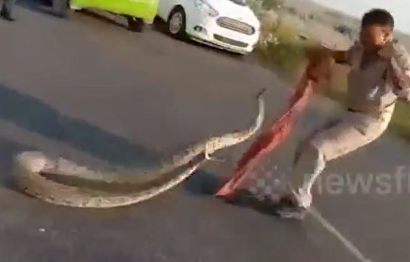 Kéo trăn 3,7 mét ra khỏi đường đi, cảnh sát suýt lĩnh cú đớp giữa đường