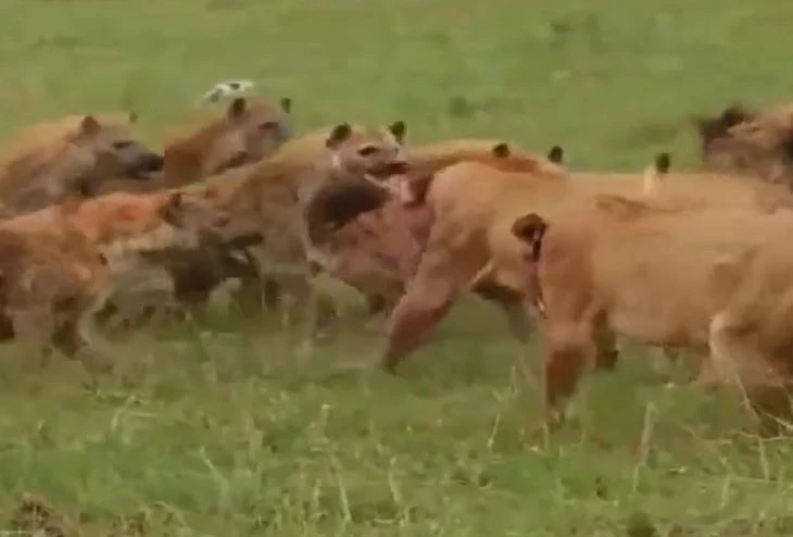 Ảnh cắt từ clip.