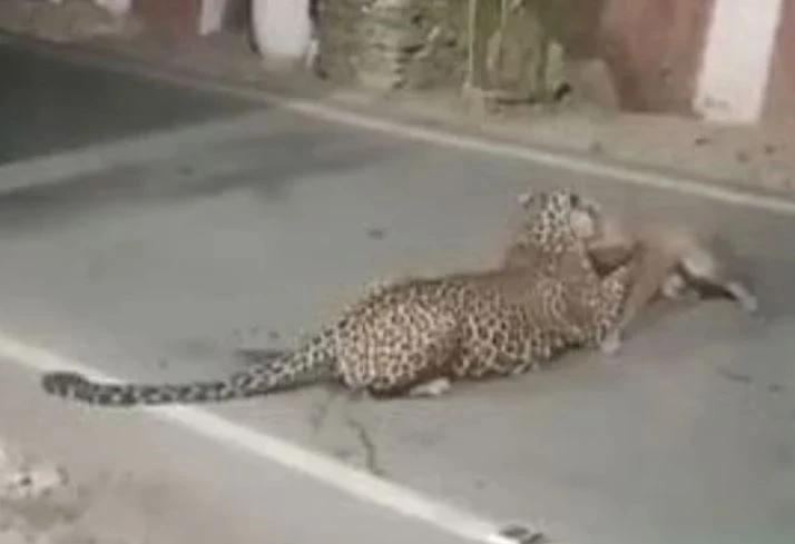 Ảnh cắt từ clip.