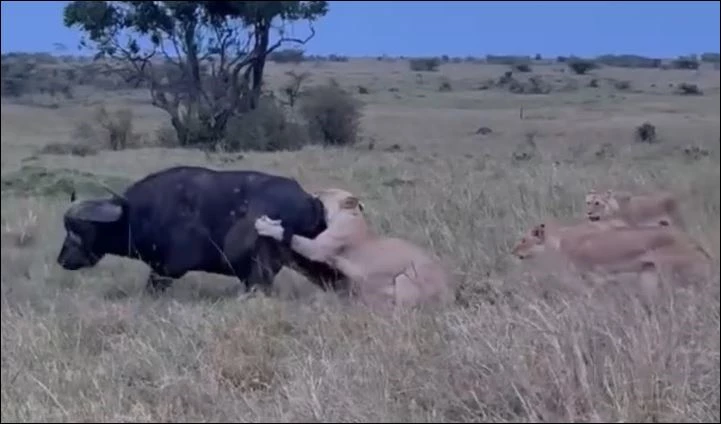 Sư tử tấn công trâu rừng.