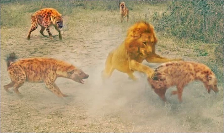 Sư tử tấn công linh cẩu.