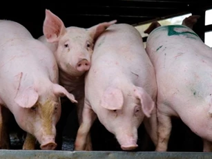 Giá heo hơi ngày 12/2/2026: Sức mua tăng mạnh