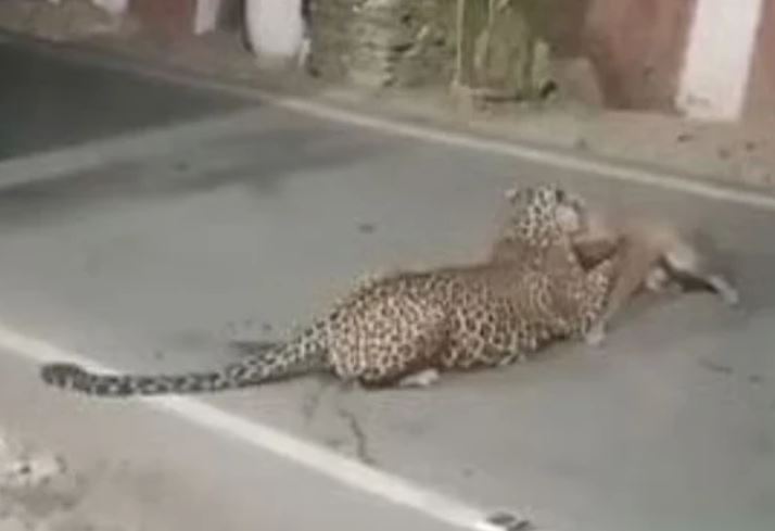 Đêm khuya, báo hoa mai xông vào nhà dân tấn công chó nhà