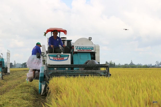 đề án 1 triệu hecta lúa chất lượng cao, phát thải thấp vùng ĐBSCL