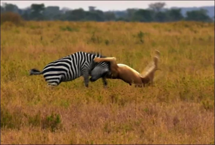 Sư tử ra đòn hạ sát ngựa vằn.