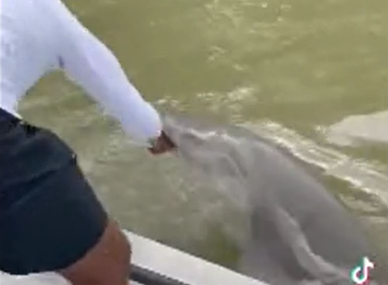 Đang rửa tay bên mạn thuyền, người đàn ông bị cá mập kéo xuống nước