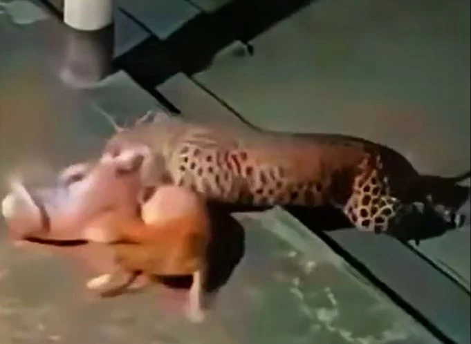 Ảnh cắt từ clip.