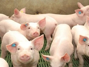 Giá heo hơi ngày 14/2/2026: Ổn định dịp cận Tết