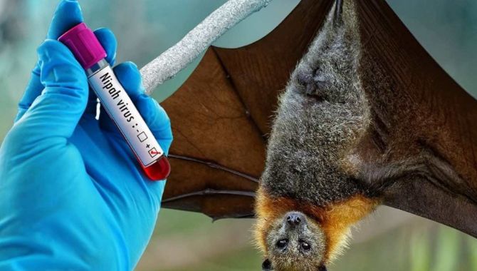 Bộ Y tế ban hành Hướng dẫn chẩn đoán, điều trị bệnh do virus Nipah