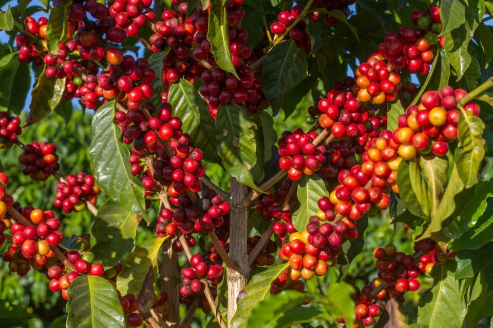 Giá nông sản ngày 15/2/2026: Cà phê bật tăng mạnh, hồ tiêu giữ nguyên mức giá