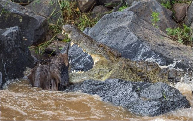 Cá sấu ra đòn hạ sát linh dương đầu bò.