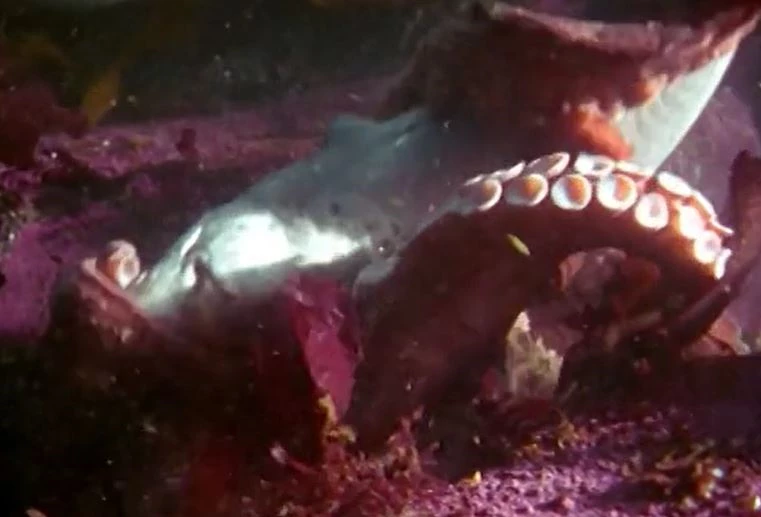 Ảnh cắt từ clip.