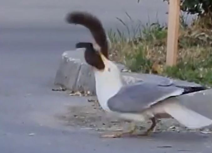 Kinh hãi trước cảnh mòng biển nuốt trọn con sóc giữa phố