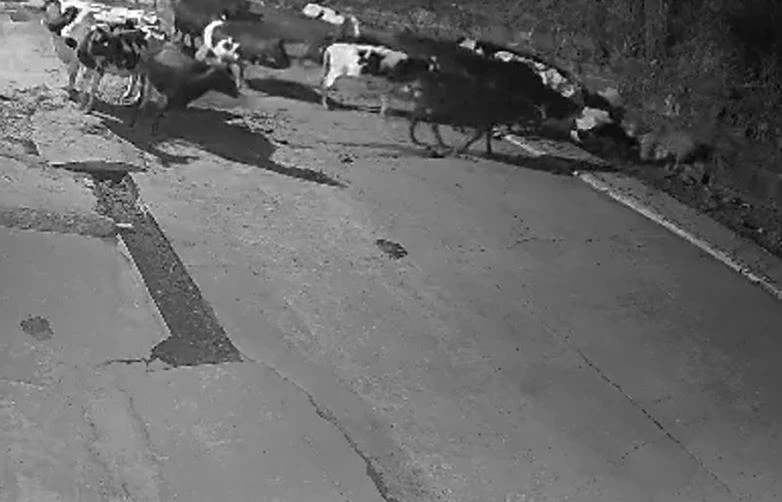 Ảnh cắt từ clip.