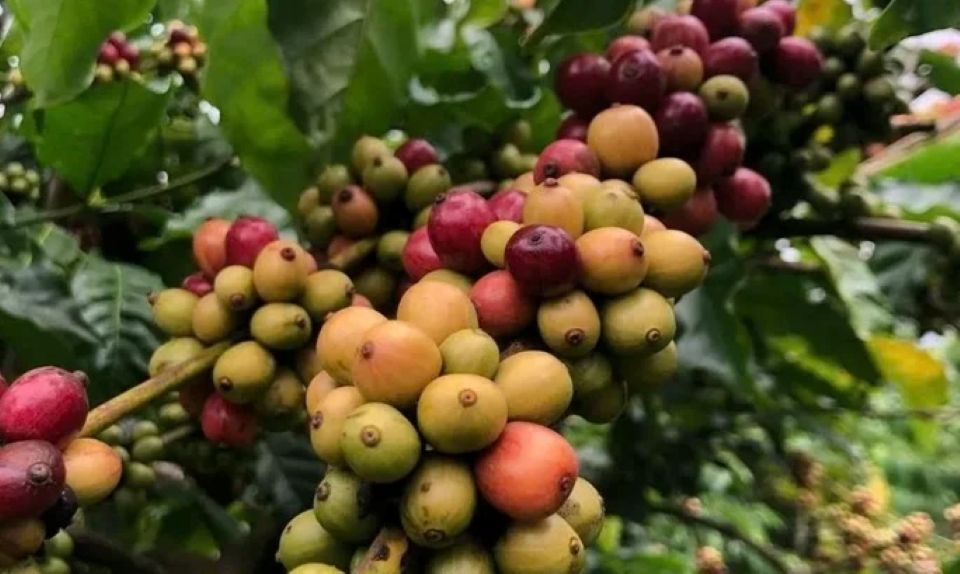 Giá nông sản ngày 23/2/2026: Cà phê, hồ tiêu trong nước giữ mức cao, thị trường thận trọng sau Tết