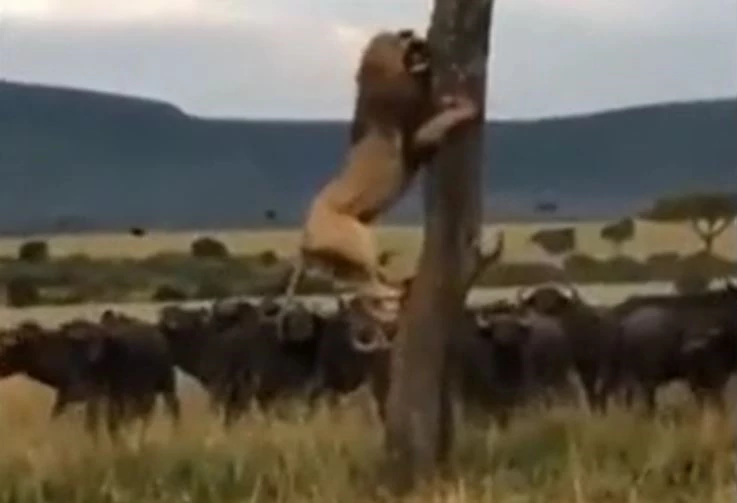 Ảnh cắt từ clip.