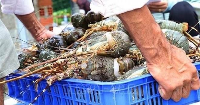 Xuất khẩu tôm hùm sang Trung Quốc lập kỷ lục 