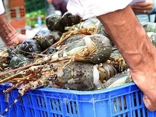 Xuất khẩu tôm hùm sang Trung Quốc lập kỷ lục