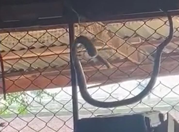 Cụ bà 85 tuổi tay không tóm gọn rắn bò vào nhà