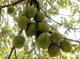 Sầu riêng trái vụ khan hàng, giá tăng cao