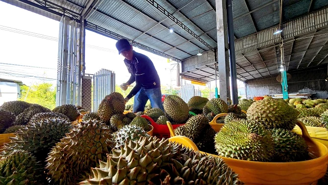 Giá tăng mạnh do thiếu nguồn cung