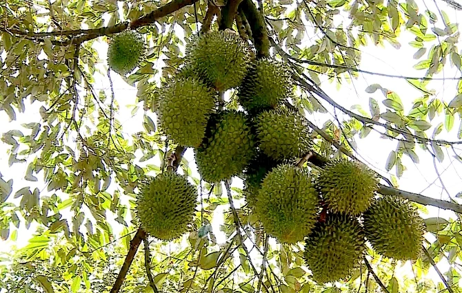 Sầu riêng trái vụ khan hàng, giá tăng cao