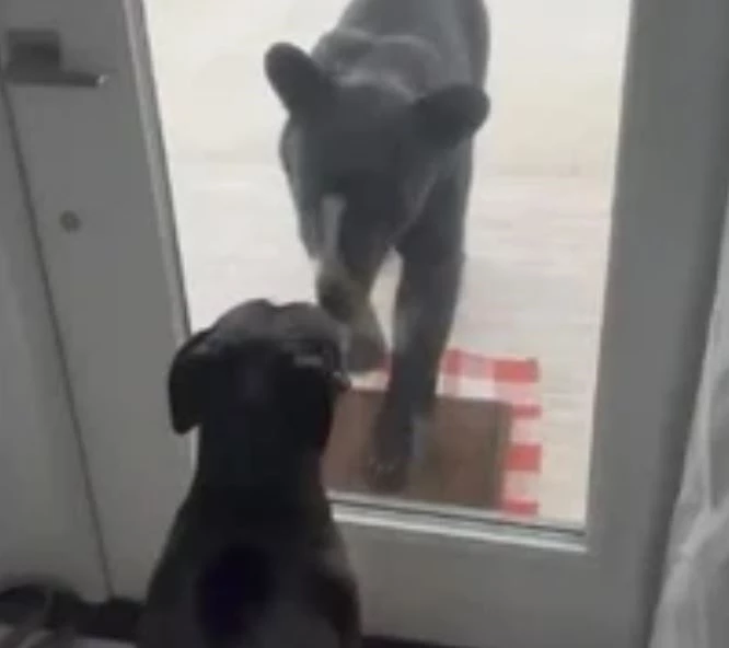 Ảnh cắt từ clip.