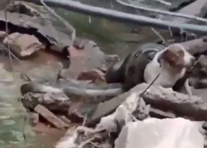 Ảnh cắt từ clip.