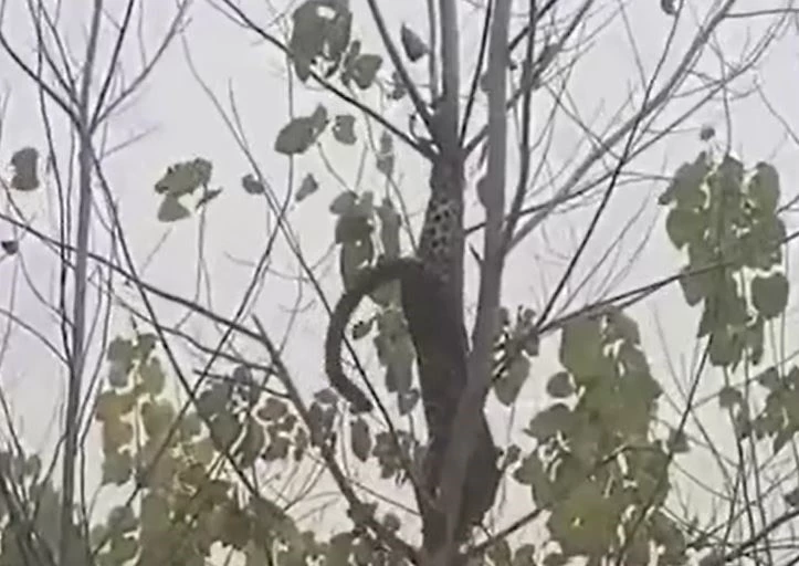 Ảnh cắt từ clip.