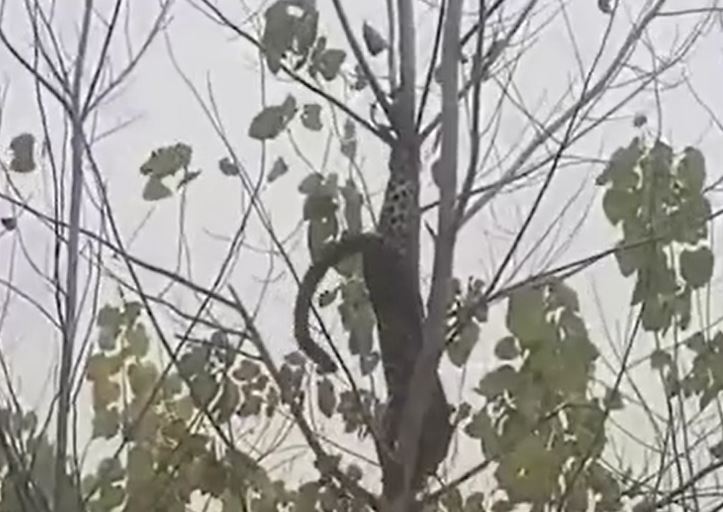 Báo hoa mai bị treo ngược trên cây và màn giải cứu gay cấn