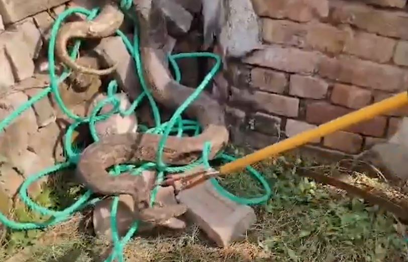 Phát hiện trăn khổng lồ dài 3,6 mét trong vườn nhà