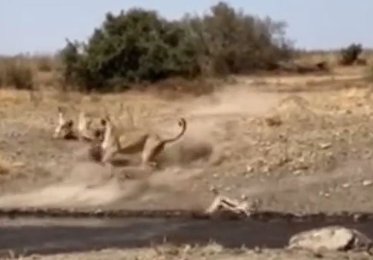 Sư tử cái bất ngờ tấn công, linh dương bị hạ gục bên dòng nước