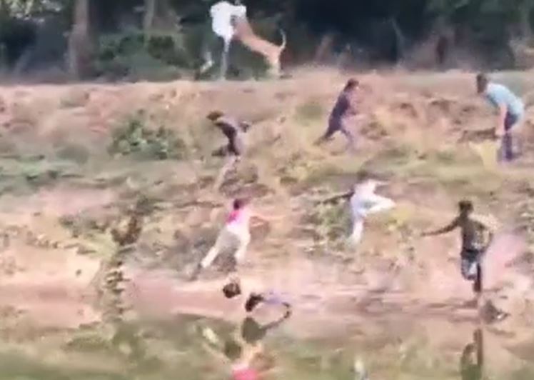 Báo hoa mai bất ngờ xông vào làng, quật ngã người đàn ông