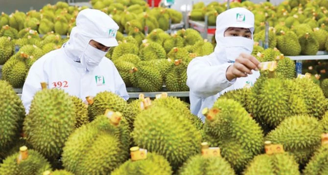 Xuất khẩu sầu riêng ghi nhận mức tăng trưởng bứt phá.