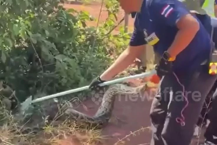 Ảnh cắt từ clip.