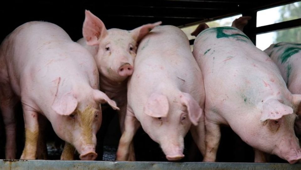 Giá heo hơi ngày 2/3: Miền Bắc, miền Trung đồng loạt giảm