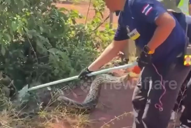 Trăn dài 3,3 mét nuốt chửng chó nhà, 10 người vật lộn bắt sống